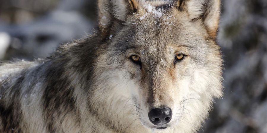 Der überfahrene Wolf war auf der Autobahn von Landquard in Richtung Maienfeld unterwegs gewesen. (Symbolbild)