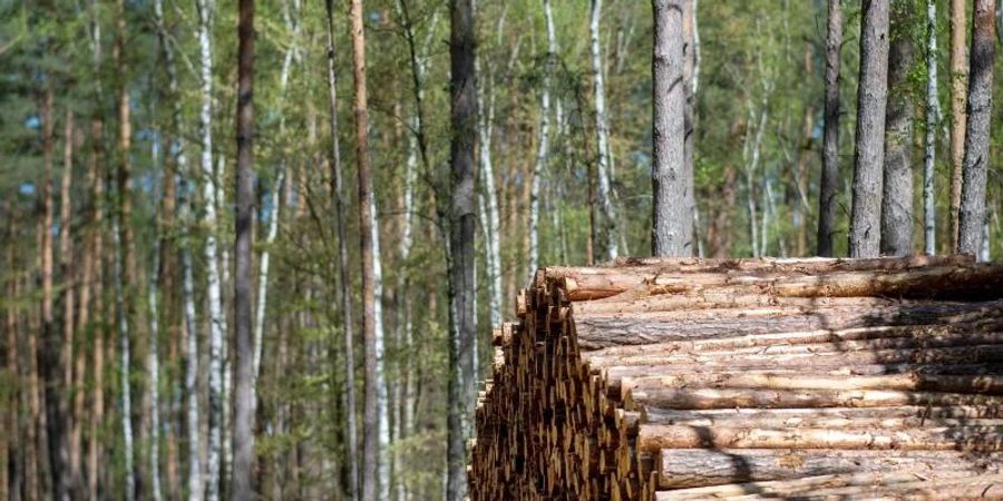 Rohholz von Kiefern und Fichten ist besonders teuer geworden. Foto: Monika Skolimowska/dpa-Zentralbild/ZB