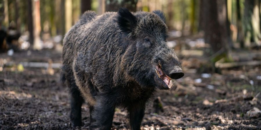 Wildschwein Ukraine-Krieg