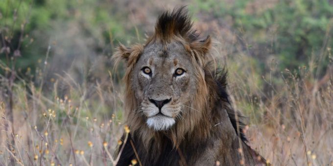 Ein Löwe im Akagere Nationalpark im ostafrikanischen Ruanda. Ein Löwe im Akagere Nationalpark im ostafrikanischen Ruanda.
