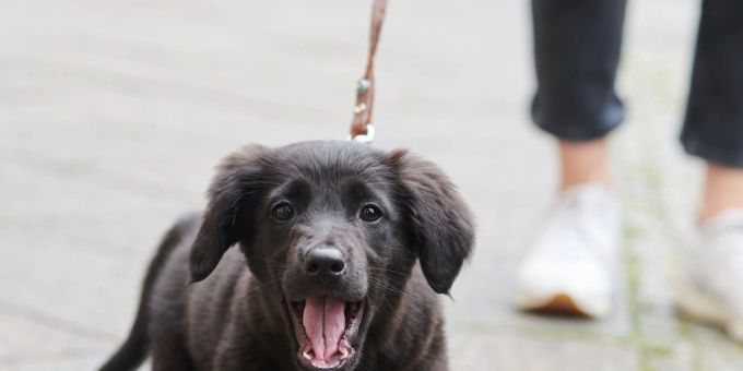 Bei einem 10 Wochen alten Hund sollte der Besitzer nicht darauf vertrauen, dass er bei fremden erwachsenen Hunden Welpenschutz geniesst und sich alles herausnehmen darf. Bei einem 10 Wochen alten Hund sollte der Besitzer nicht darauf vertrauen, dass er bei fremden erwachsenen Hunden Welpenschutz geniesst und sich alles herausnehmen darf.