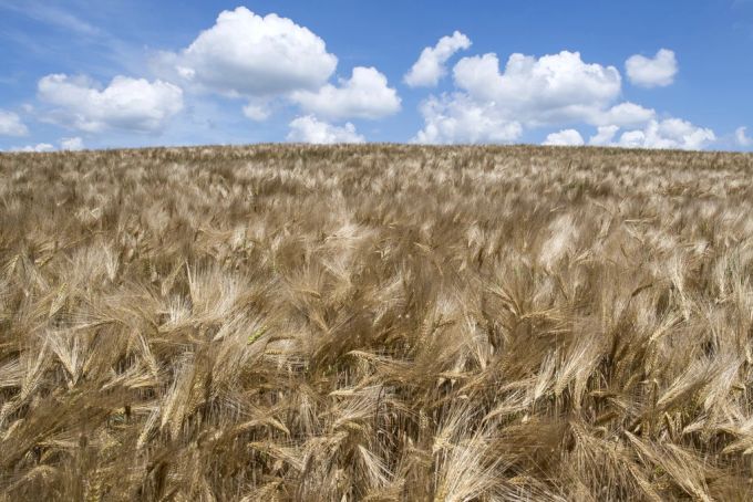 Die nährstoffreichen Schwarzerdeböden in der Ukraine ermöglichen hohe Getreideernten. Weizenfeld