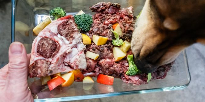 Fleisch roh Hundeschnauze Hand