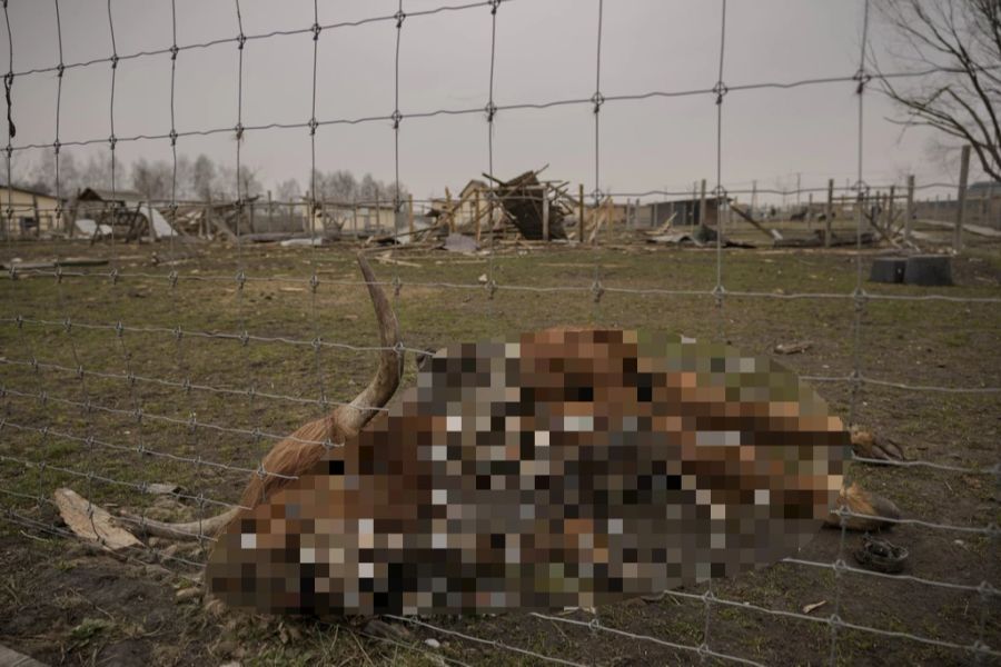 Ein totes Tier nach russischen Angriffen in einem ukrainischen Zoo.