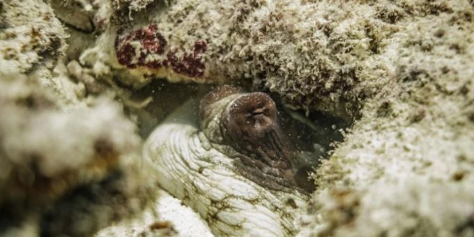 Bonn - Tierschutzbund kritisiert Pläne für Tintenfische aus Aquakulturen in Spanien