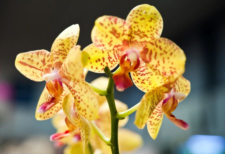 Orchidee gelb rot