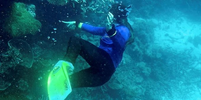 In Australien - UN-Experten überprüfen Schutz für Great Barrier Reef