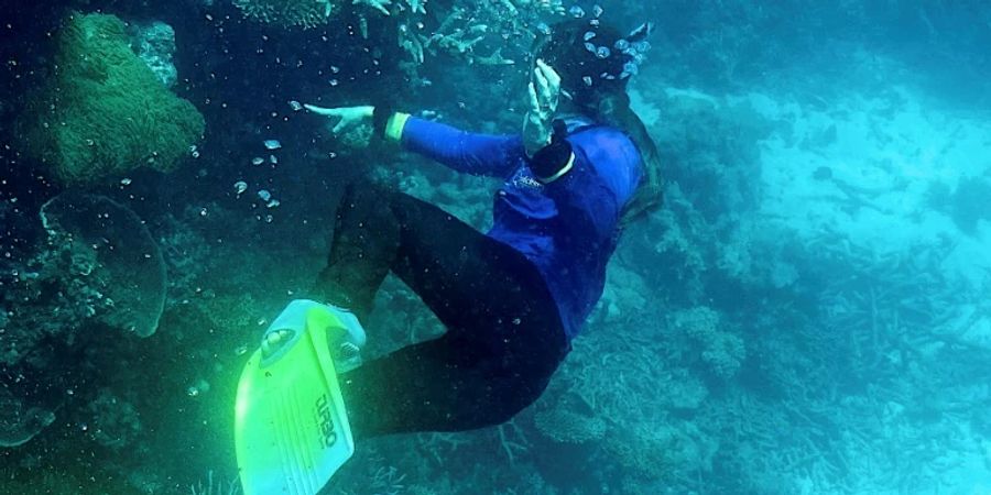 Taucher am Great Barrier Reef