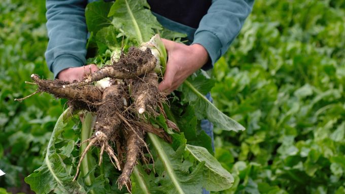 Die Wurzelzichorie diente früher als Kaffee-Ersatz. Wurzelzichorie Chicoree Feld Beet