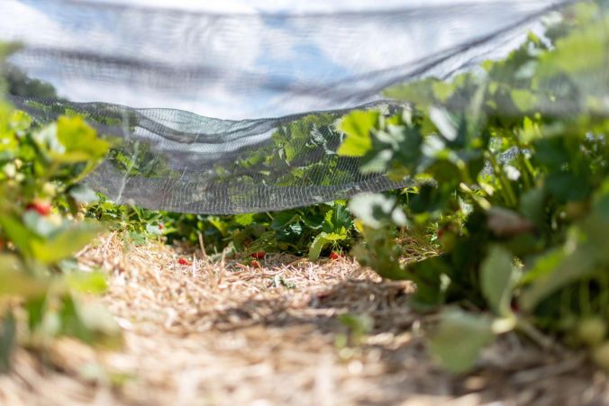 Geschützt vor Vögel: abgedeckte Erdbeeren.