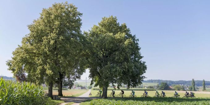Ein Feldweg. Zofingen