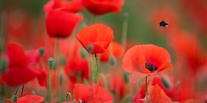 Eine Hummel fliegt über ein Feld mit rot blühenden Mohnblumen, um Nektar zu sammeln. Hummeln Mohnblumen Rot Pflanzen