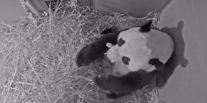 One of the giant pandas at the zoo holding her cub One of the giant pandas at the zoo holding her cub