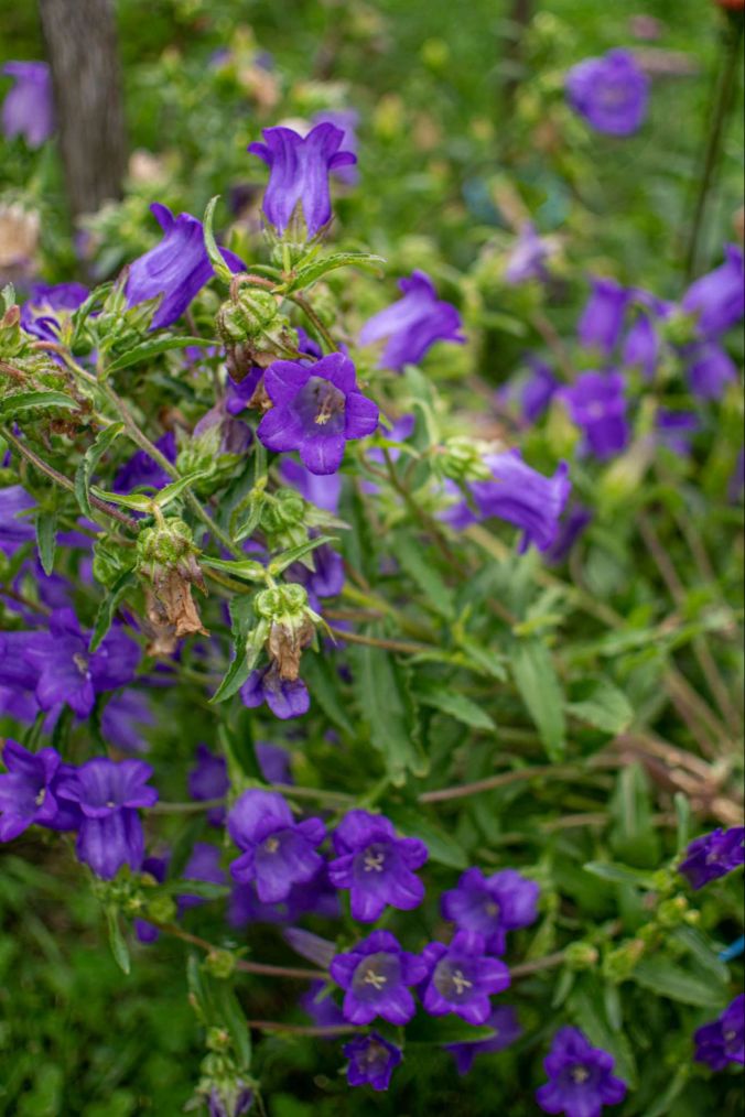 Violette Glockenblumen in Oberkulm.