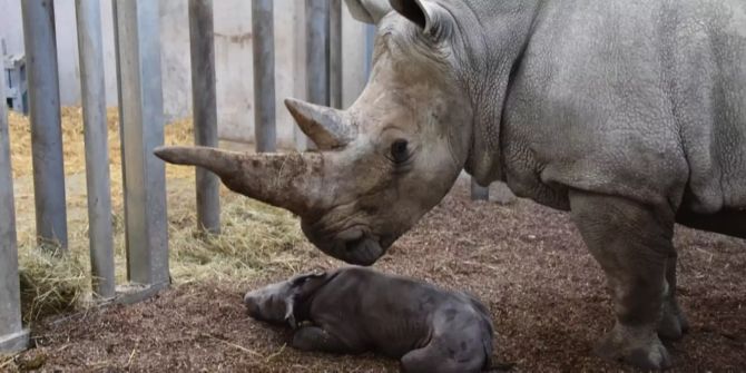 Breitmaulnashorn Tanda mit Ihrem neugeborenen Kalb.