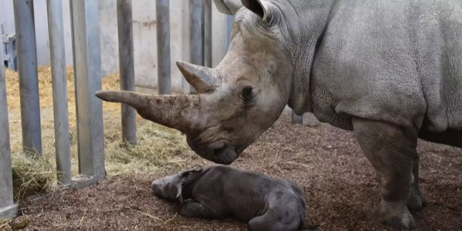 Breitmaulnashorn Tanda mit Ihrem neugeborenen Kalb.
