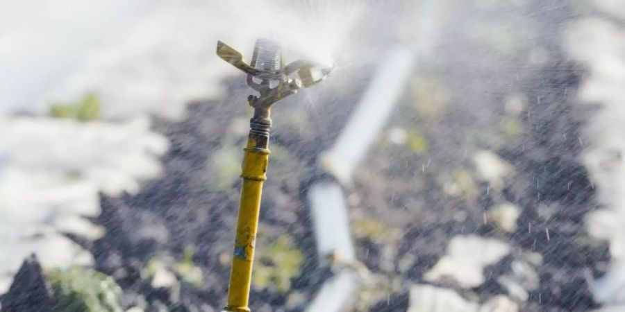 Eine Bewässerungsanlage versprüht auf einem Feld im rheinland-pfälzischen Lambsheim Wasser. Es ist zu trocken in Deutschland. Allerdings soll es bald regnen. Foto: Uwe Anspach/dpa