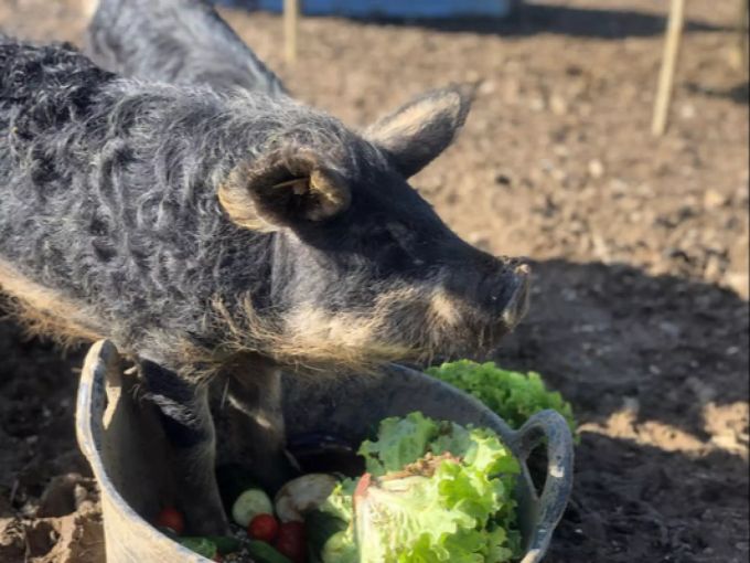 Die Wollschweine werden mit Resten aus dem Gemüseanbau gefüttert. Mini-Farming Wollschweine