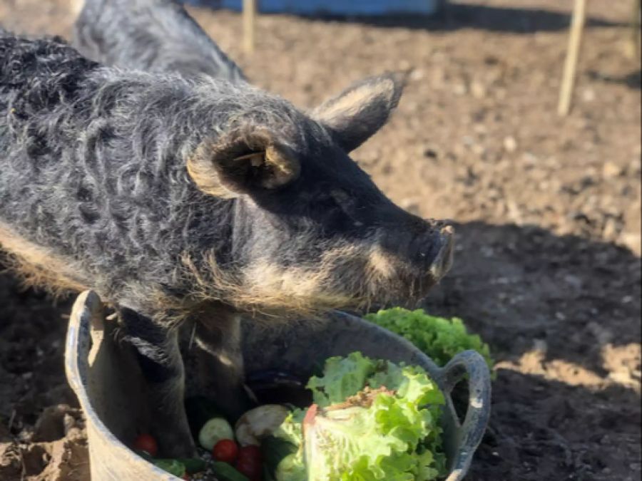 Mini-Farming Wollschweine