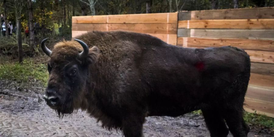 Ein Wisent bei seiner Ankunft in Suchy VD im November 2019. Rund ein halbes Jahr später gibt es erstmals Nachwuchs in der kleinen Herde. (Archivbild)