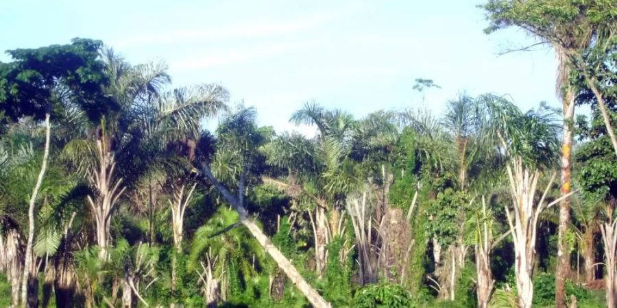 Abholzung von Wald in der Nähe des Dorfes Masaba südöstlich der ugandischen Hauptstadt Kampala. Afrika ist in den vergangenen zehn Jahren zum Brennpunkt der weltweiten Waldverluste geworden. Foto: picture alliance / dpa