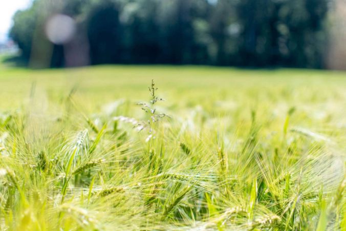 Sommer-Gerste in Villmergen.