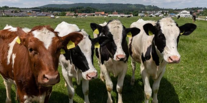 Die Kühe posieren für die Kamera. Kühe
