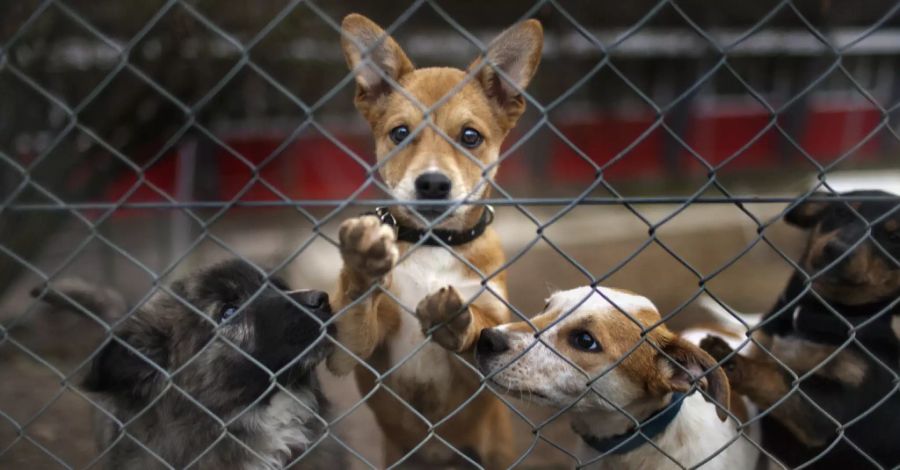 Hunde in einem Tierheim